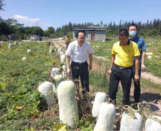 省供銷社黨委書記、理事會主任雷雨幫助農戶銷售冬瓜